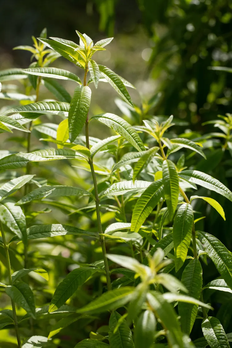 plantez de la verveine citronnelle au jardin