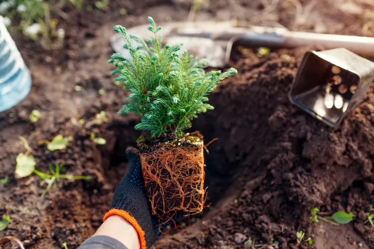 pourquoi ne pas planter des conifères au jardin