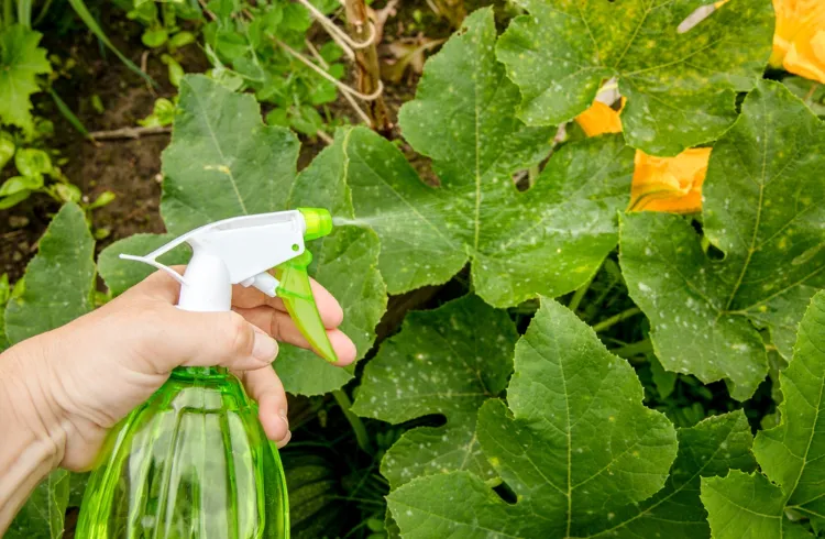 pulvériser du fongicide biologique sur les potirons pour prévenir la propagation de maladies fongiques