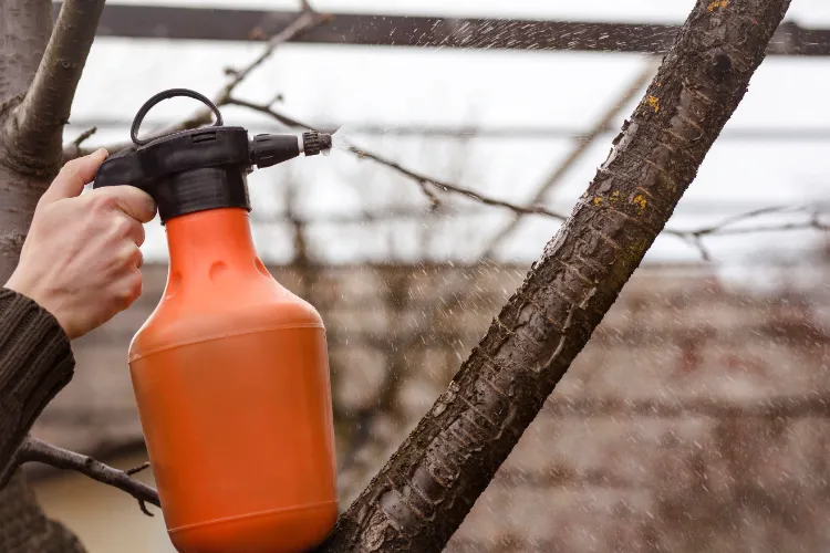 pulvériser les arbres fruitiers après la récolte