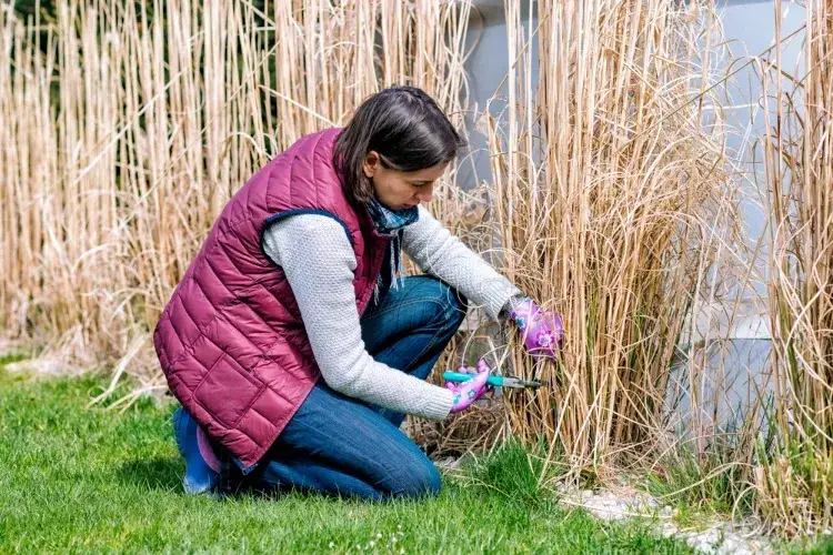 quand cueillir les tiges de la pampa les bons conseils à savoir