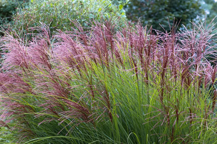 quand planter le miscanthus et où 