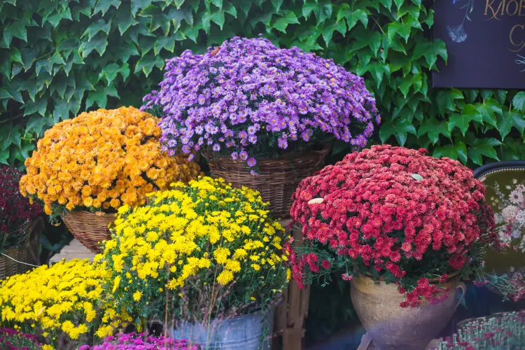 que planter en pot en septembre et comment planter des chrysanthèmes 