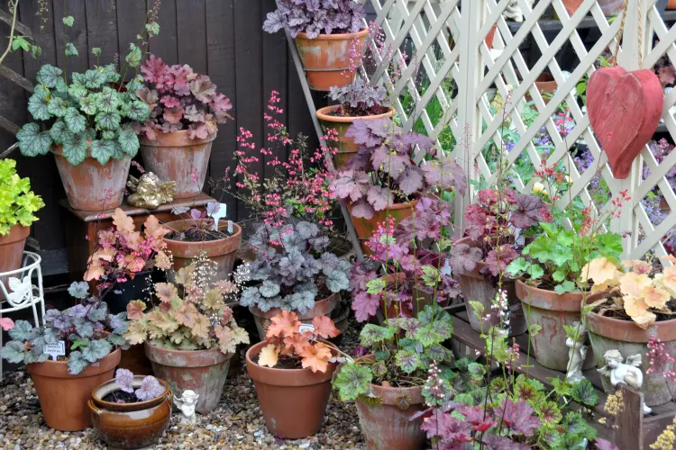 que planter en pot en septembre peut on planter des heuchères 