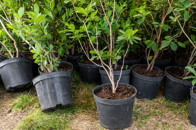 quel emplacement pour les azalées dans le jardin