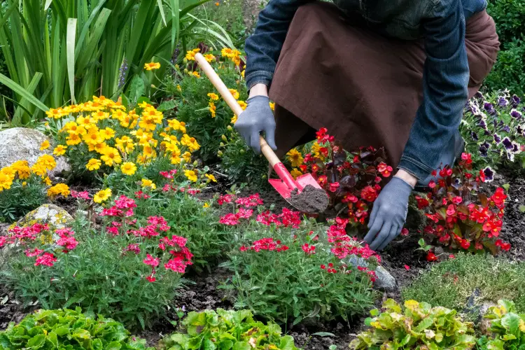 quel engrais pour les fleurs d'automne et comment l'appliquer jurga jot shutterstock