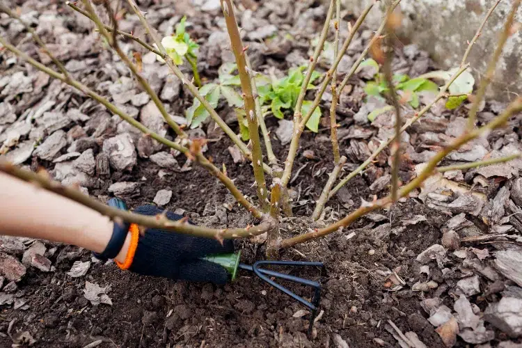 quel entretien pour les rosiers en automne