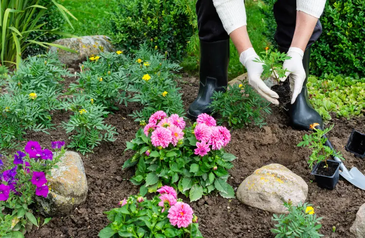 quel est le meilleur engrais pour les fleurs d'automne 