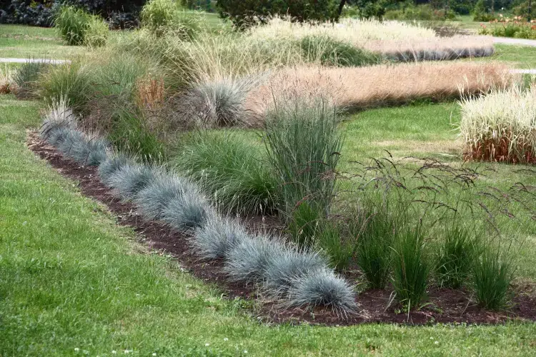 quel est le plus beau misanthus à planter