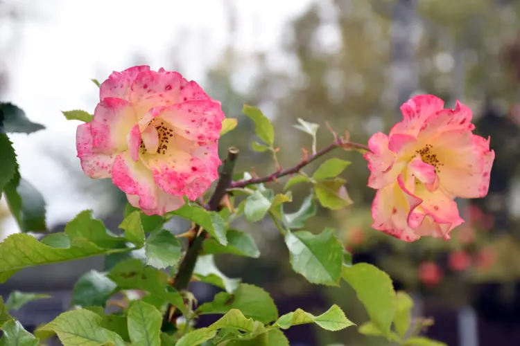 quel traitement pour les rosiers en automne 