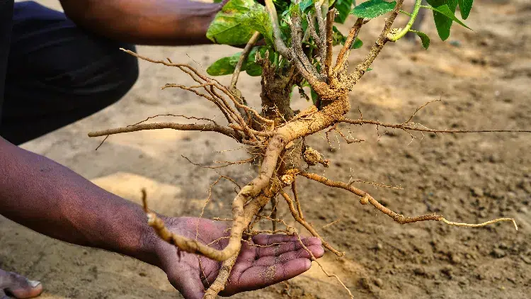 quelle est cette plante