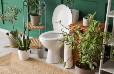 Quelle plante fleurie toilette lumière,quelle plante fleurie pour une toilette sans lumière