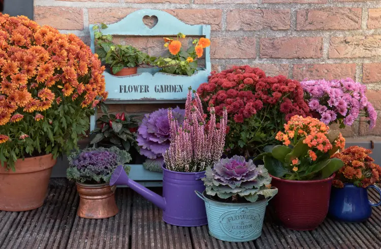 quelles plantes en pots planter en automne sur le balcon 