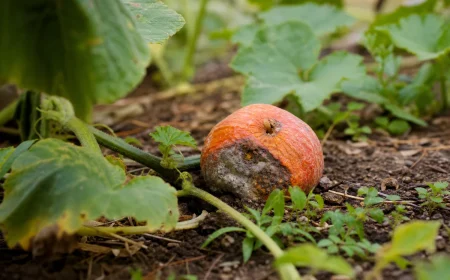 quelles sont les causes courantes de la pourriture des potirons sur la plante