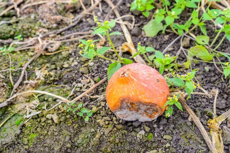 quelles sont les causes courantes de la pourriture des potirons sur la plante