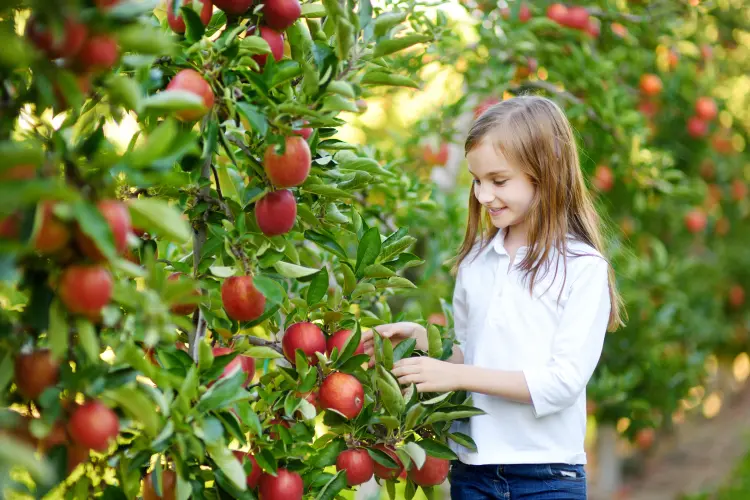 quels sont les arbres fruitiers à planter en septembre au jardin