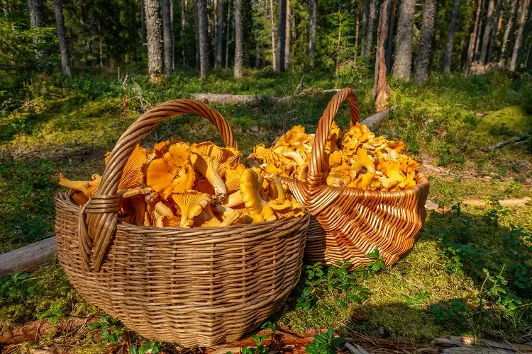 récolter des champignons dans la forêt