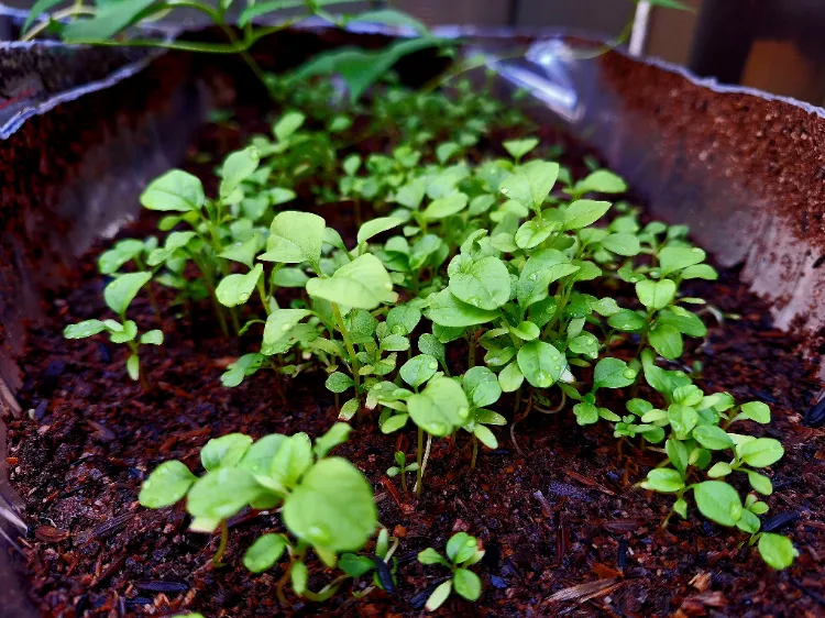 Cultiver des épinards dans les petits espaces,cultiver épinards petits espaces