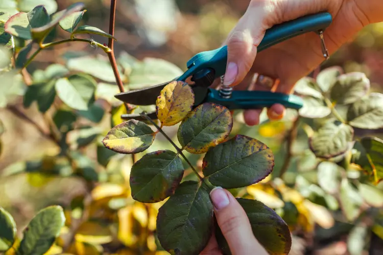 soins essentiels pour préparer les rosiers pour l'automne 