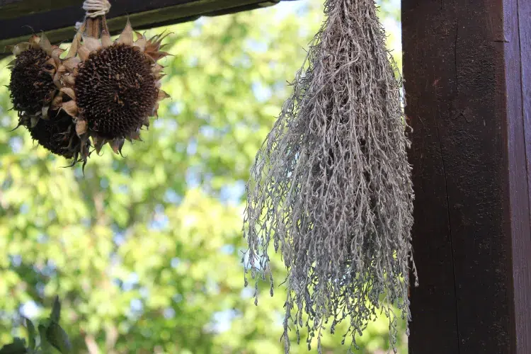 suspendez les tournesols pour les faire sécher