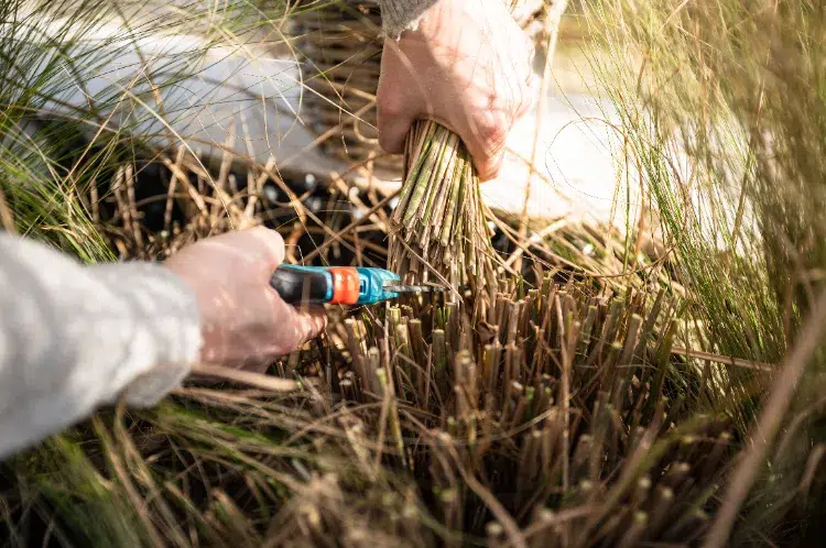 tailler une haie de miscanthus