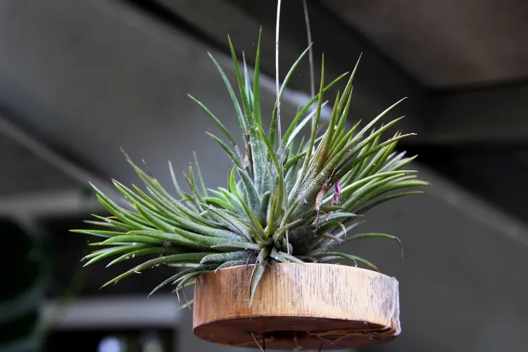 Quelle plante fleurie toilette lumière,quelle plante fleurie pour une toilette sans lumière