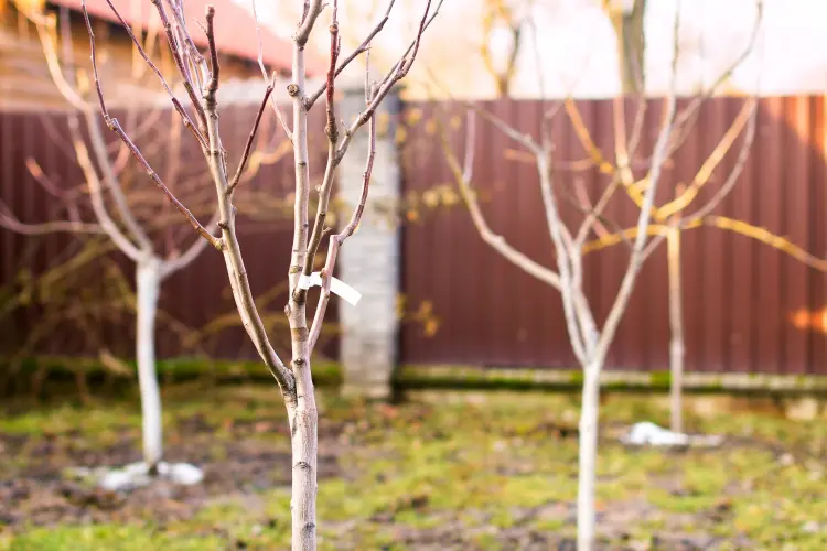 arbres fruitiers à planter en septembre