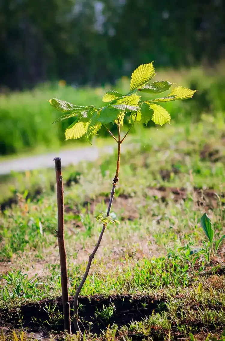 un jeune arbre châtaignier planté dans le jarrdin