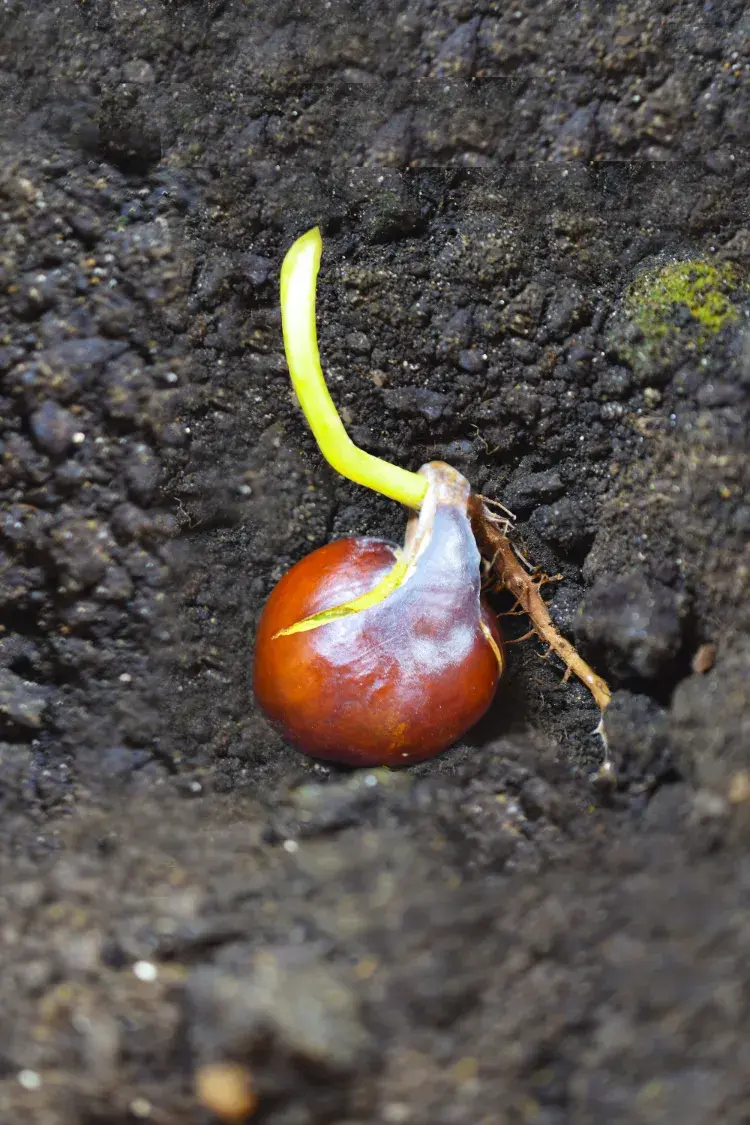 une châtaigne germée prête à être plantée dans le sol