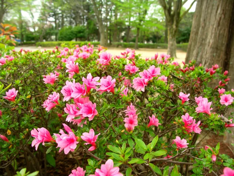 une jolie azalée fleurie dans le jardin au printemps