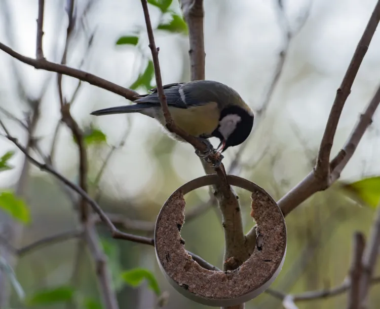 une mangeoire boule de graisse pour oiseaux