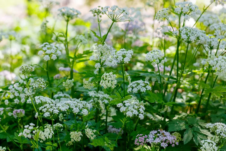 valériane au jardin