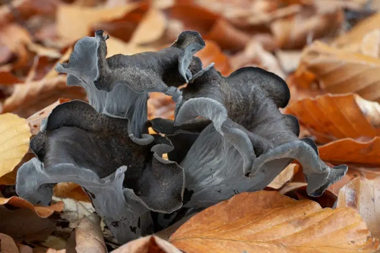 trompette de la mort (craterellus cornucopioides) sous les noyers