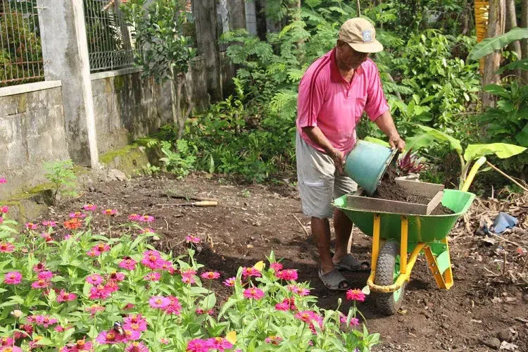 ajouter d'engrais naturel pour prolonger la floraison des zinnias