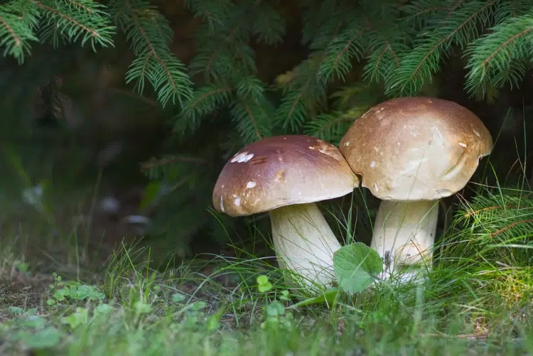 cèpe de bordeaux (boletus edulis) sous les arbres