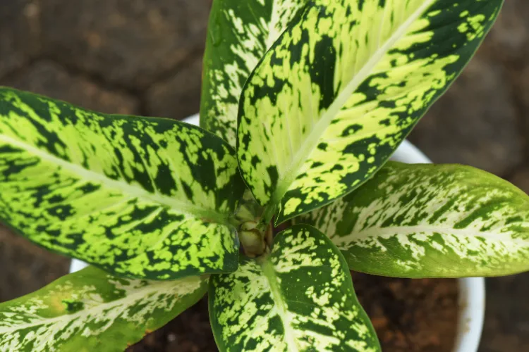 Plantes aux feuilles géantes,Plantes feuilles géantes