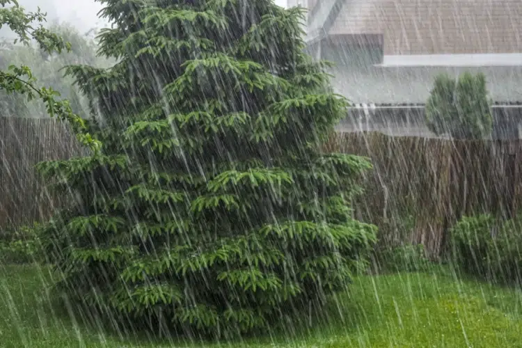 forte pluie dans le jardin endommageant les arbres et la pelouse