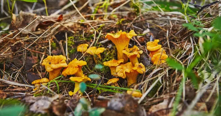 girolles (cantharellus cibarius)