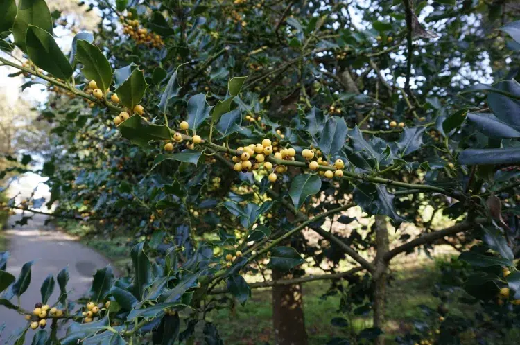 houx panaché bacciflava à baies blanc crème