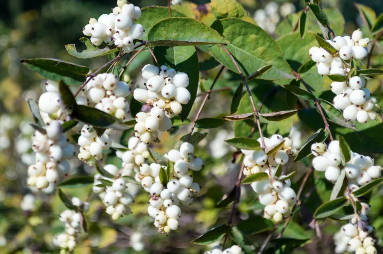 la symphorine est un choix parfait d'arbuste à baies blanches pour votre jardin