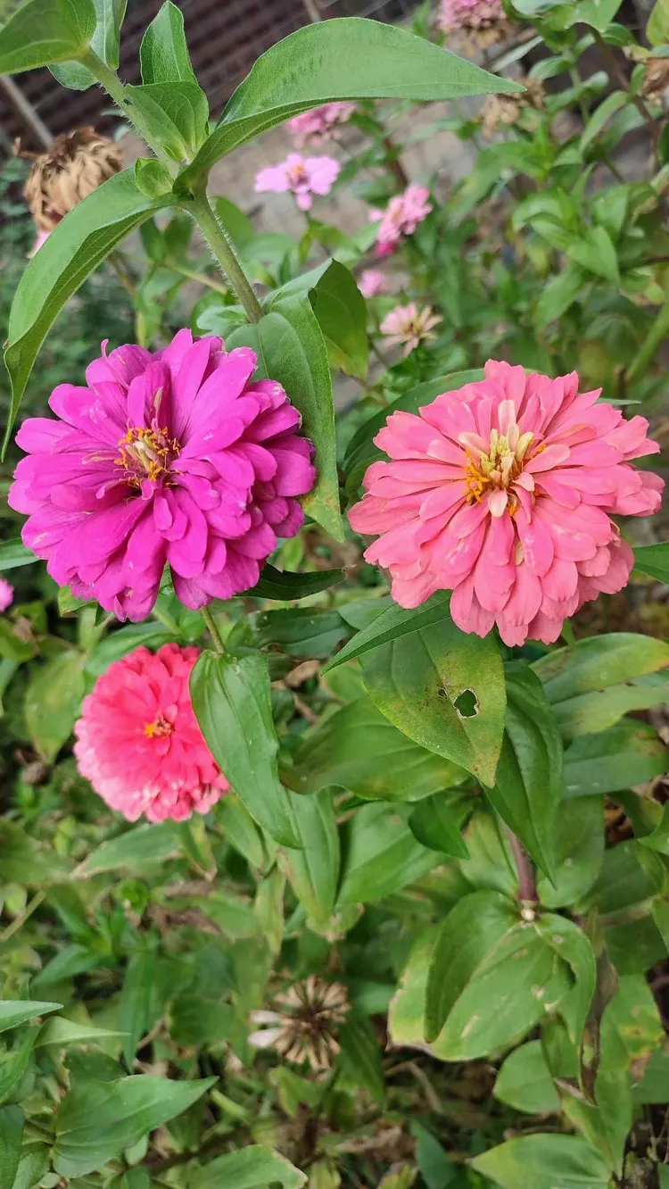 les zinnias de ma mère en octobre