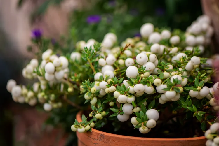 pernettya mucronata un arbuste à baies blanches très décoratif pour un jardin hivernal élégant