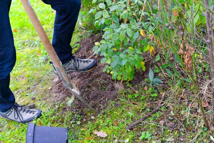 planter les arbustes en automne