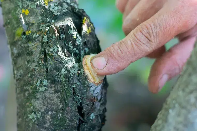 quand et comment utiliser un cicatrisant pour arbre