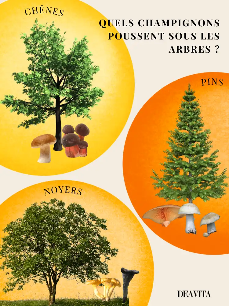 Quel arbre planter pour cultiver des champignons