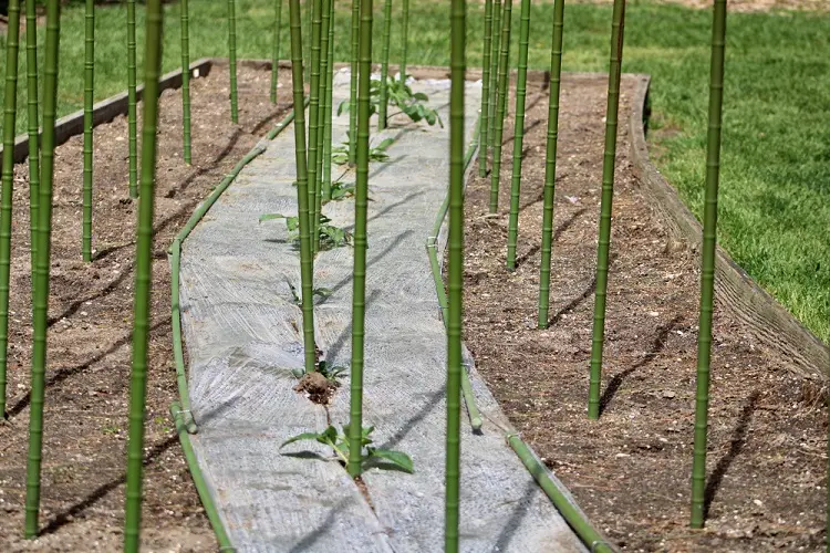 utilisez des tiges de bambou pour tuteurer ou palisser vos légumes et plantes grimpantes