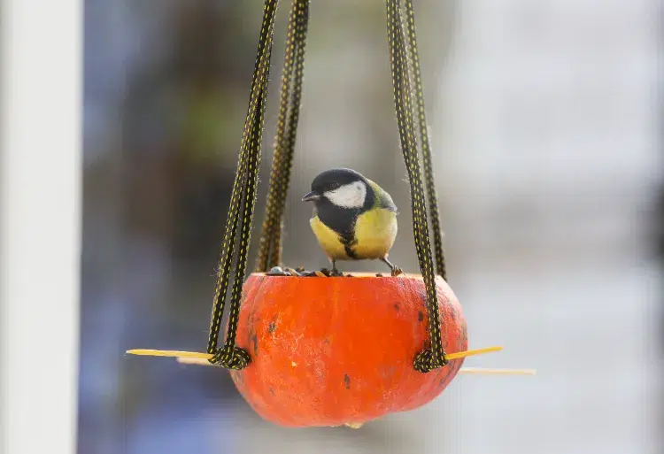 activités avec les petits enfants en hiver nourrir les oiseaux et les écureuils