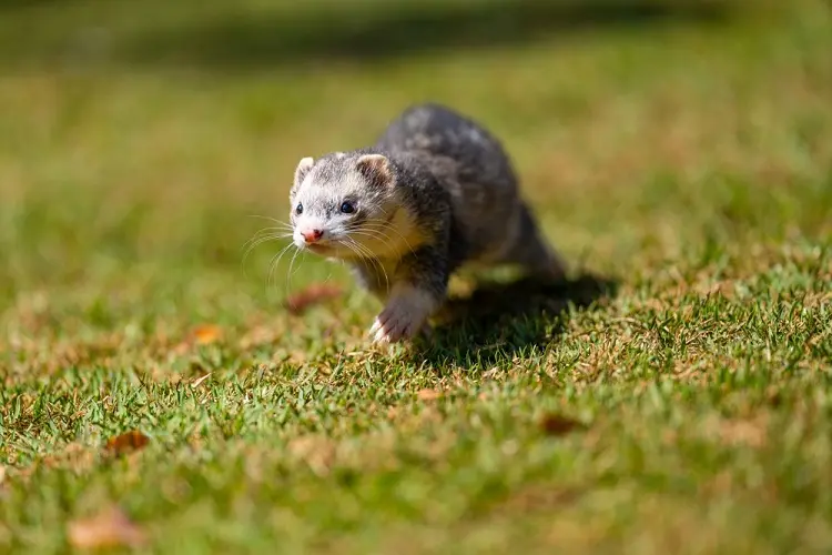 adopter un furet pour faire fuir les rats 