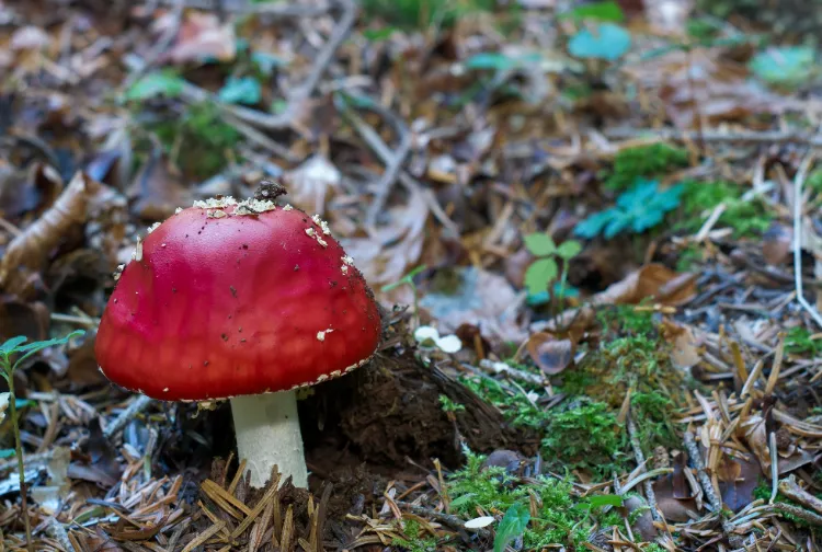 Comment savoir si on a mangé un champignon toxique,Comment savoir si on a mangé champignon toxique,Comment savoir on a mangé champignon toxique