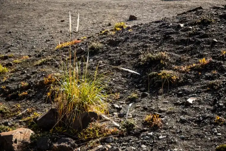 après l'arrachage de l'herbe de la pampa il est crucial de surveiller la zone pendant des mois